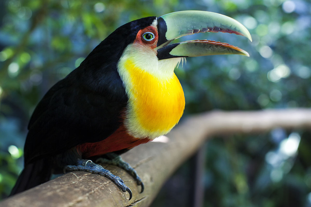  p>红胸巨嘴鸟(学名:ramphastos dicolorus )是中型 a href="#" data