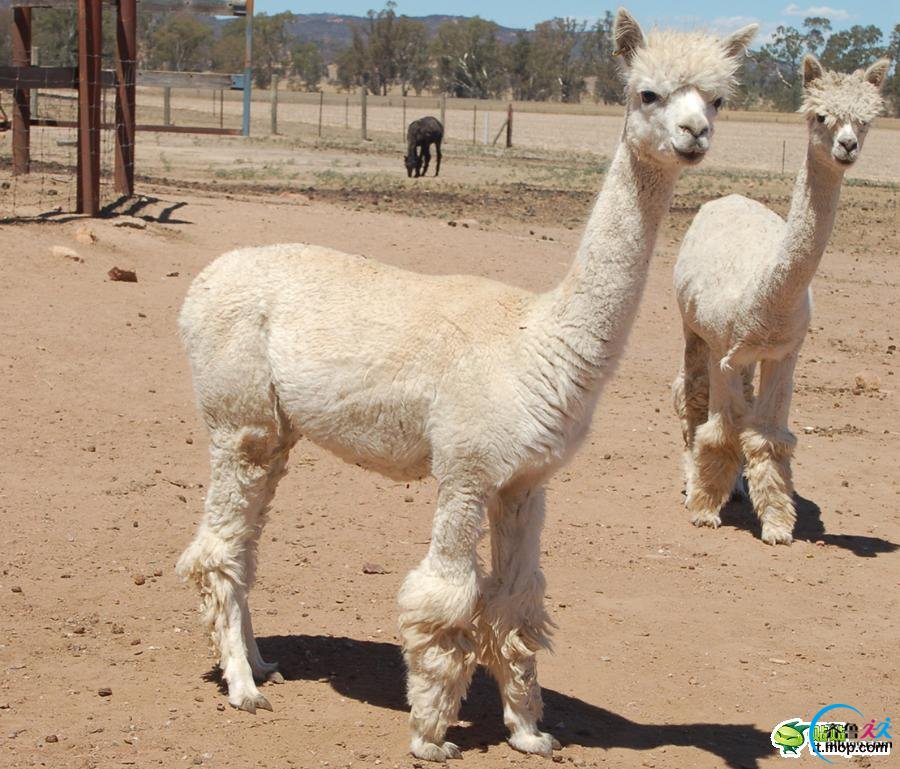  p data-id="gnbxd9zlgb">驼马,动物名,为 a