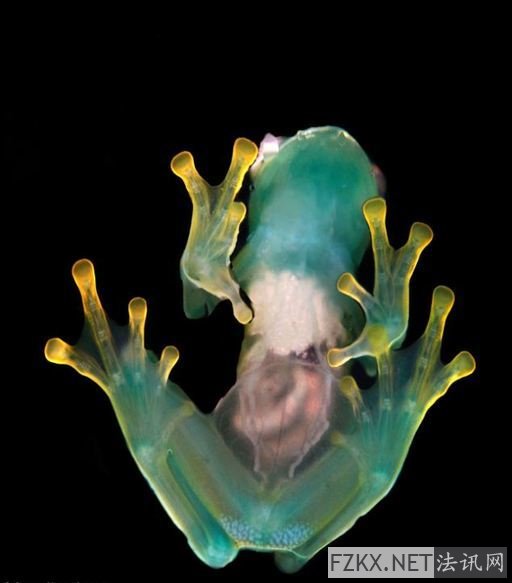 frog),是一类中南美洲 a target="_blank" href="/item/青蛙/35489"