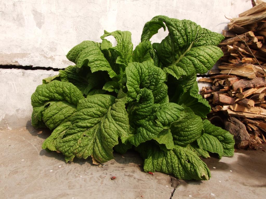  p data-id="txwfbxdvyjoa">芥菜( i>brassica juncea /i> (l.