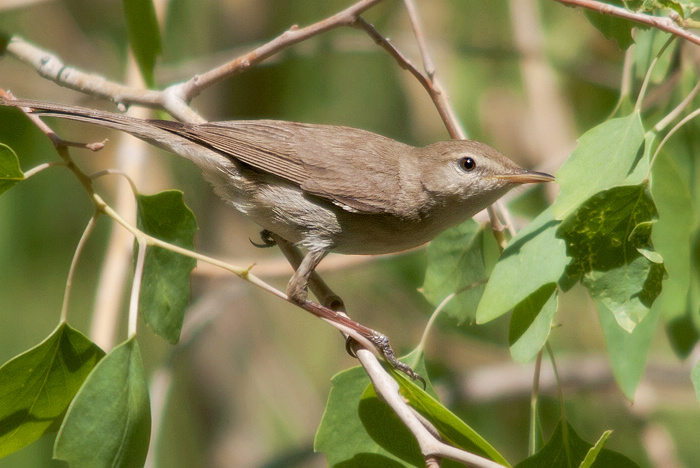  p>草绿篱莺(学名: i>iduna pallida /i>):体长13厘米.