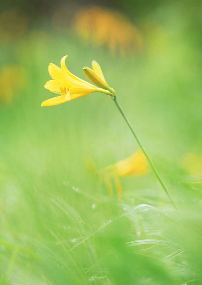 p>黄花菜(学名: i>hemerocallis citrina /i> baroni;英文名:daylily