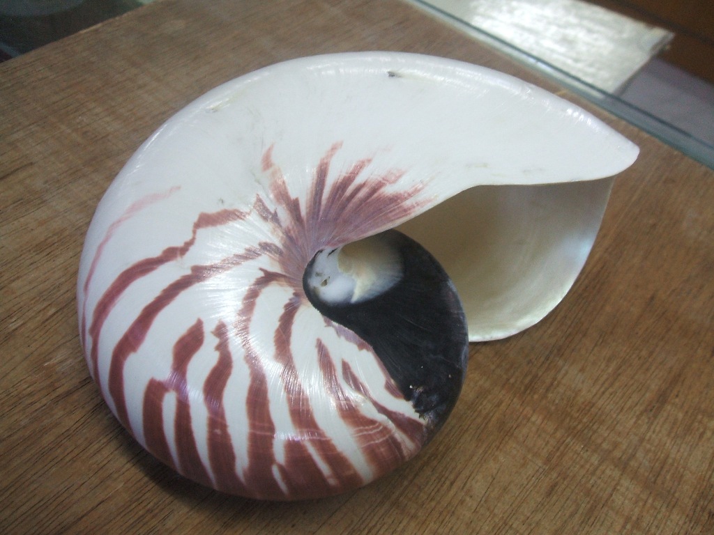  p> a target="_blank" href="/item/万宝螺/4857348" data-lemmaid="