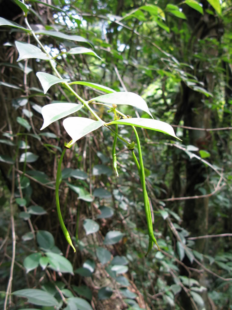  p>芒毛苣苔属(学名:aeschynanthus jack), a href="#">苦苣苔科 /a>