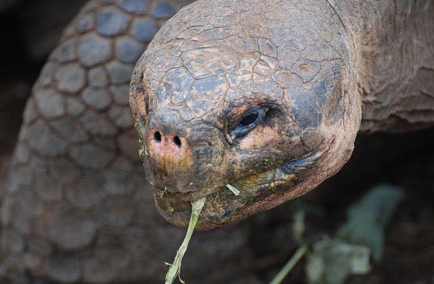  p>加拉帕戈斯象龟(学名: i>chelonoidis  /i>galapagoensis i> /i>
