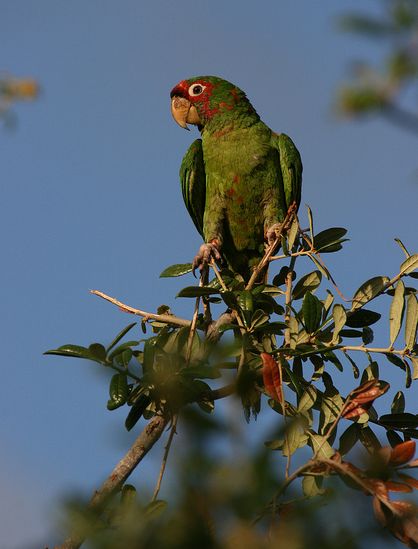 米特雷锥尾鹦鹉