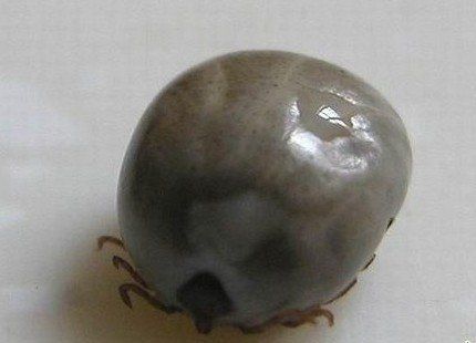  p>蜱(pí)虫属于寄螨目,蜱总科.