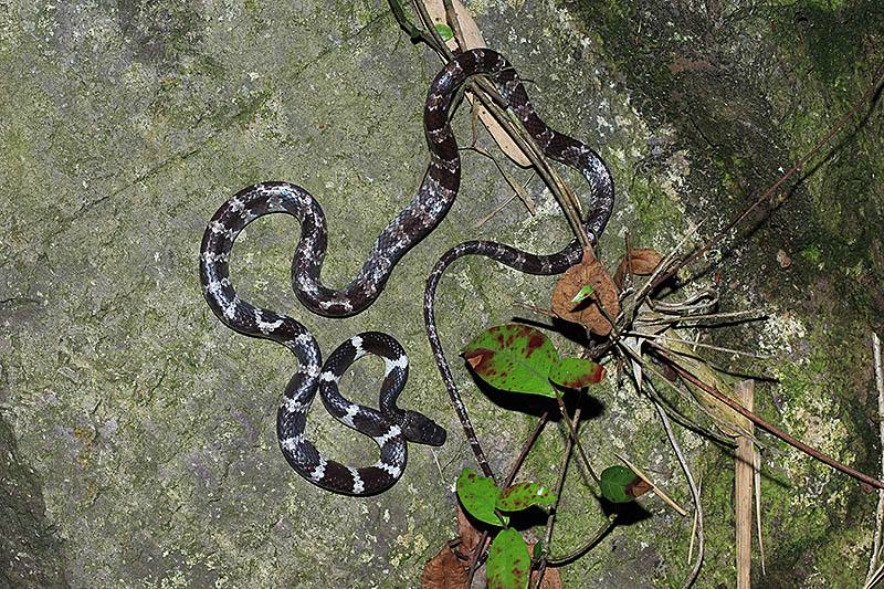  p>黑背白环蛇(学名: i>lycodon ruhstrati /i>)为游蛇科白环蛇属的