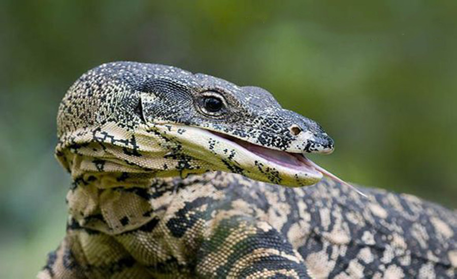  p>眼斑巨蜥是 a href="#" data-lemmaid="5005233">巨蜥科 /a>的一种