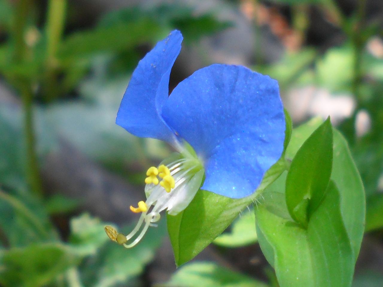 兰花草