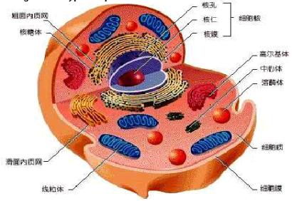  p>细胞质基质又称 a target="_blank" href="/item/胞质溶胶/603723"