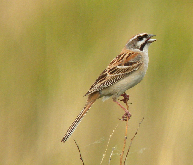  p>栗斑腹鹀(学名: i>emberiza jankowskii /i>):属小型 a target="