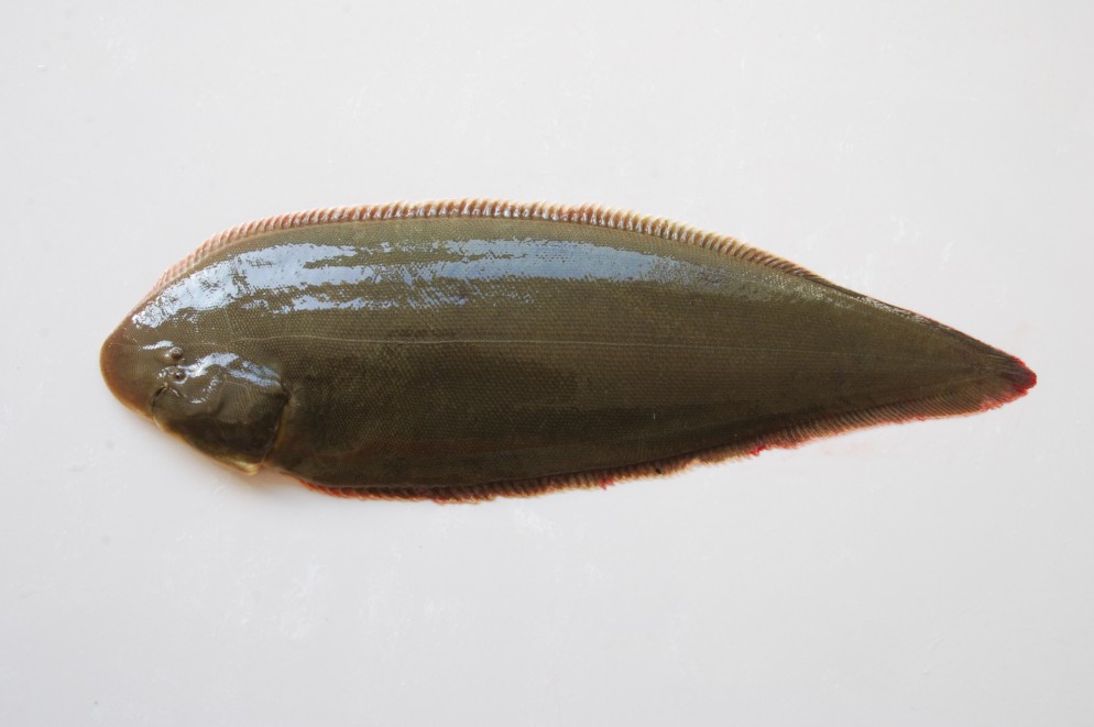  p>半滑舌鳎(学名: i>cynoglossus semilaevis /i>)是舌鳎科,舌鳎属