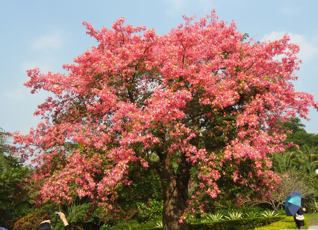 木棉树