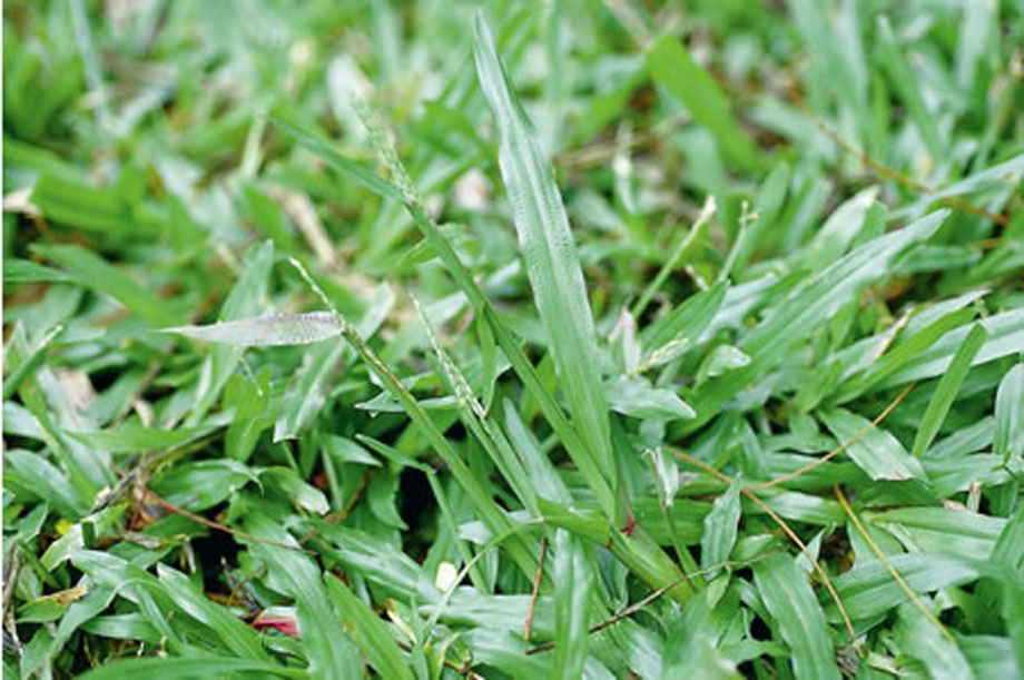  p>地毯草(学名:axonopus compressus (sw. ) beauv.