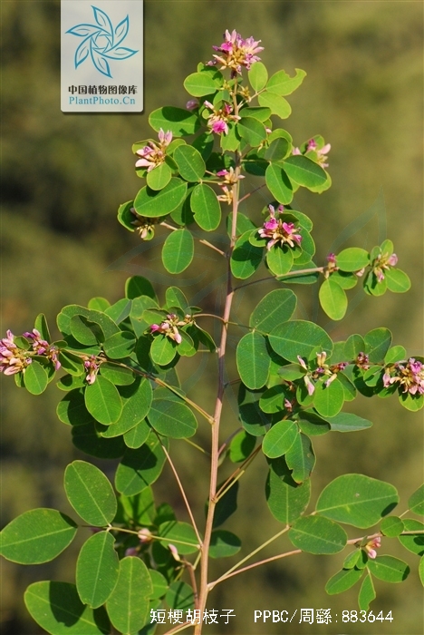 白花短梗胡枝子