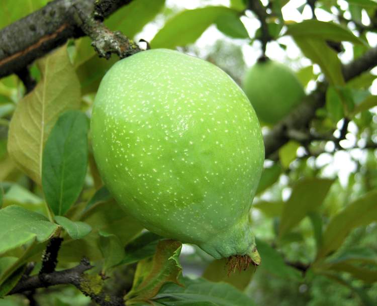  p>木瓜海棠(学名: i>chaenomeles cathayensis /i> schneid.
