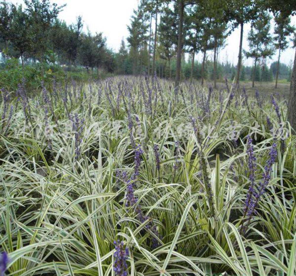  p>沿阶草(学名: i>ophiopogon bodinieri  /i>levl.)百合科草本.