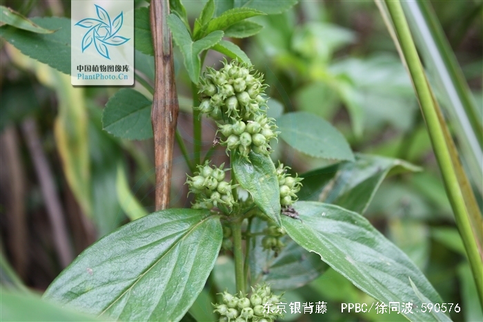  p>东京银背藤 i>(学名:argyreia pierreana  /i>bois i>) /i>是旋花