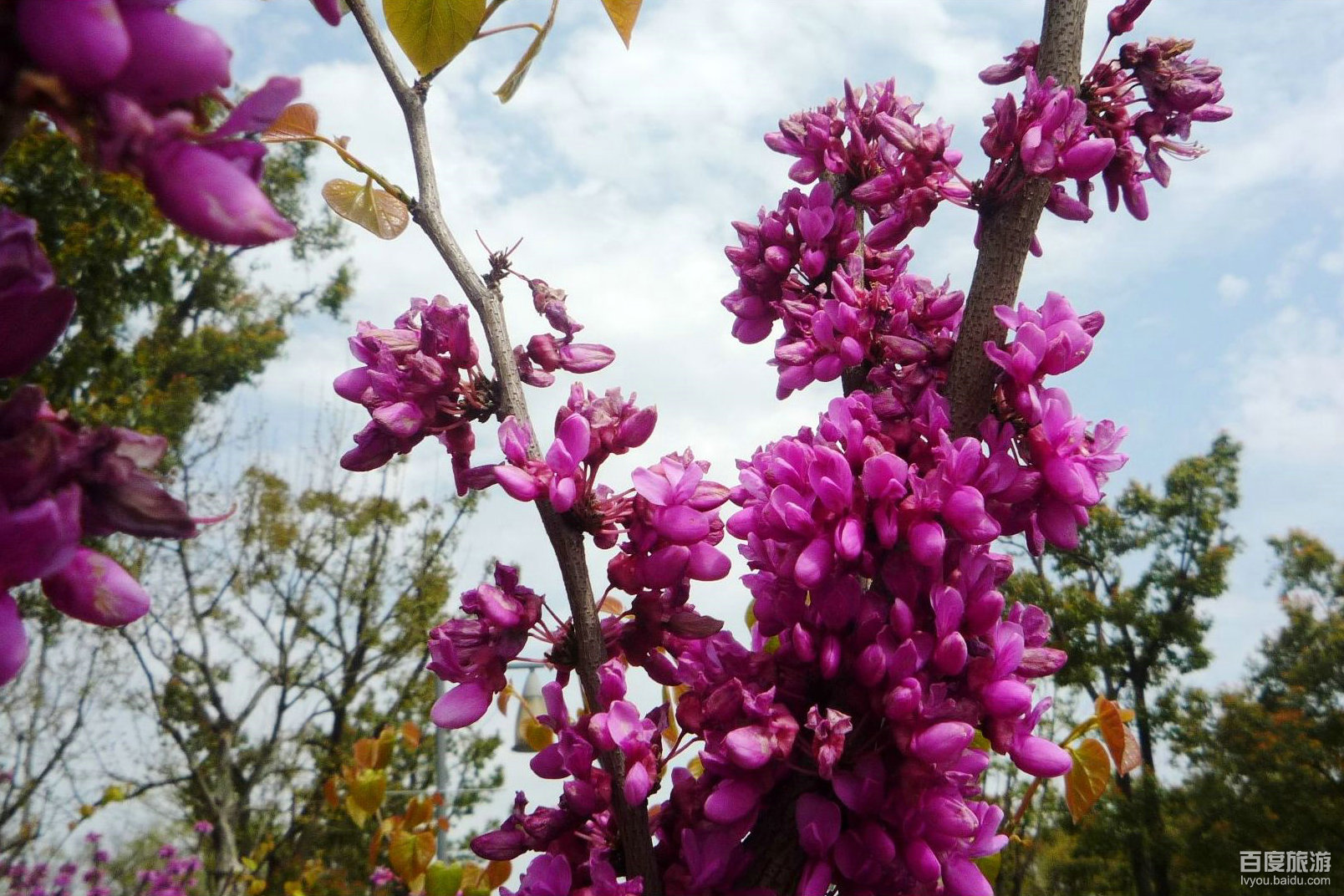白塘生态植物园
