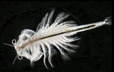  p>卤虫(brine shrimp)也称盐水 a>丰年虫 /a>.