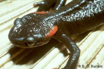  p>大凉疣螈雄性全长18.6~22㎝,雌性19.4~23㎝.