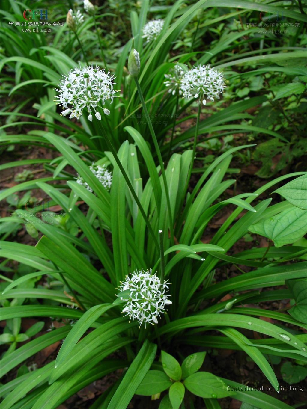  p data-id="gnwwi0hdd7">韭子又叫韭菜子,韭菜仁.