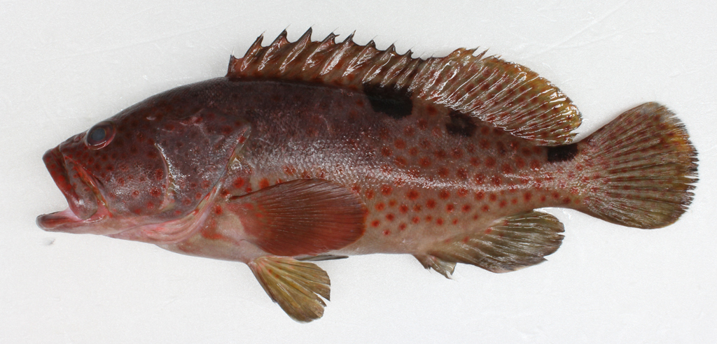 epinephelus  trimaculatus