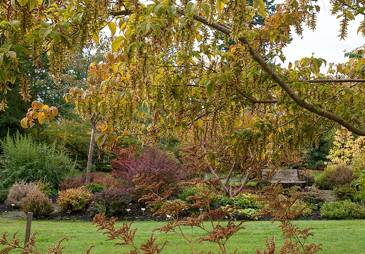  p>建始槭(学名: i>acer henryi /i>  pax)是槭树科,槭属落叶乔木.