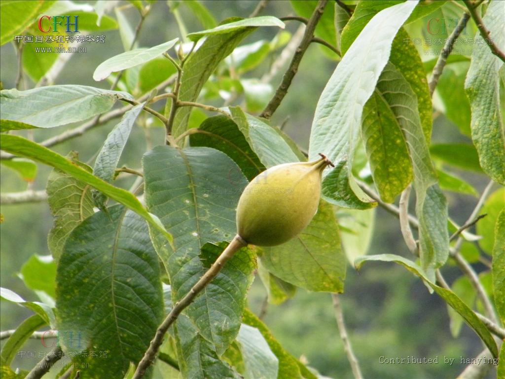  p>栀子皮(学名: i>itoa orientalis /i> hemsl.