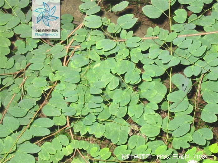 刀果鞍叶羊蹄甲(变种)