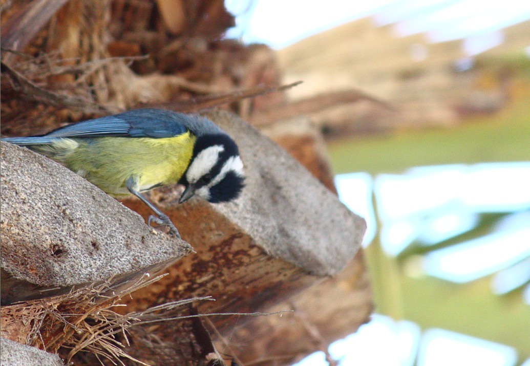 p>白眉山雀(学名: i>parus superciliosus /i>)为 a target="_blank"