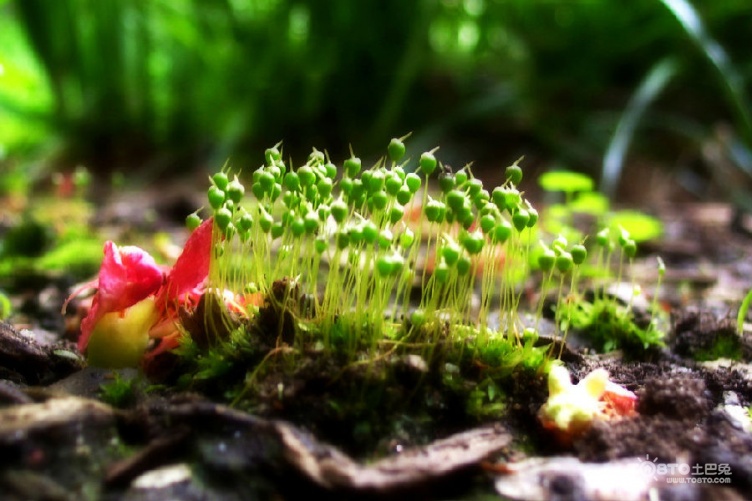 大气污染监测植物