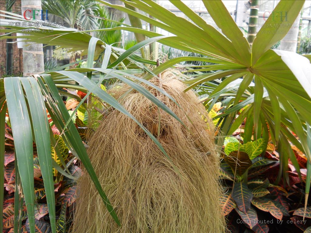  p>丝葵属,植株高大,粗壮,乔木状,单生,无刺,多次开花结实;茎通常部分