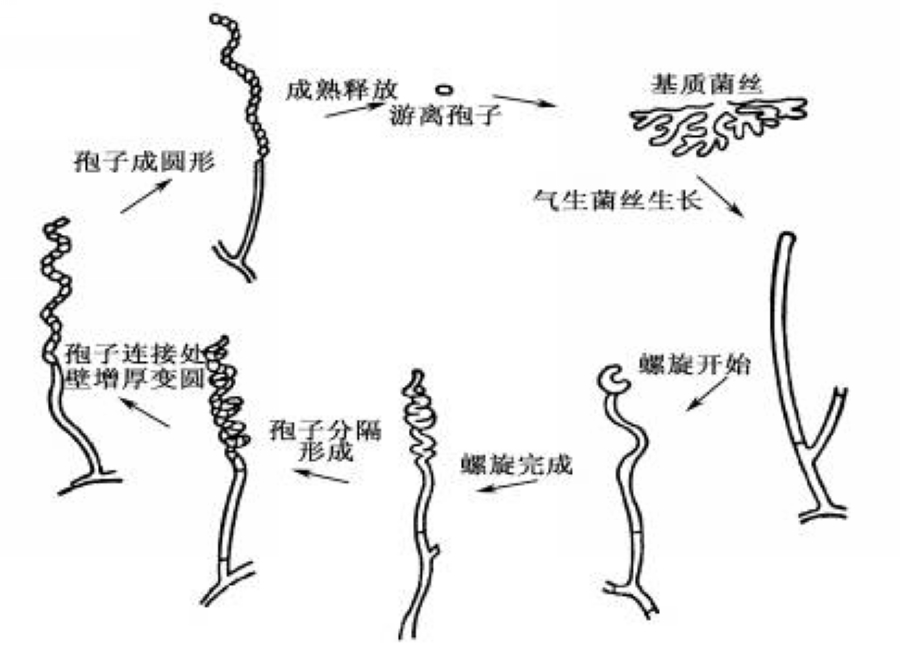  p>放线菌( i>actinomycetes /i>)是原核生物中一类能形成分枝菌丝和   