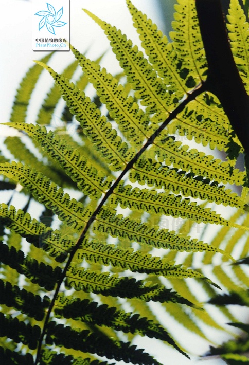  p>大叶黑桫椤(学名: i>alsophila gigantea /i> wall.ex hook.