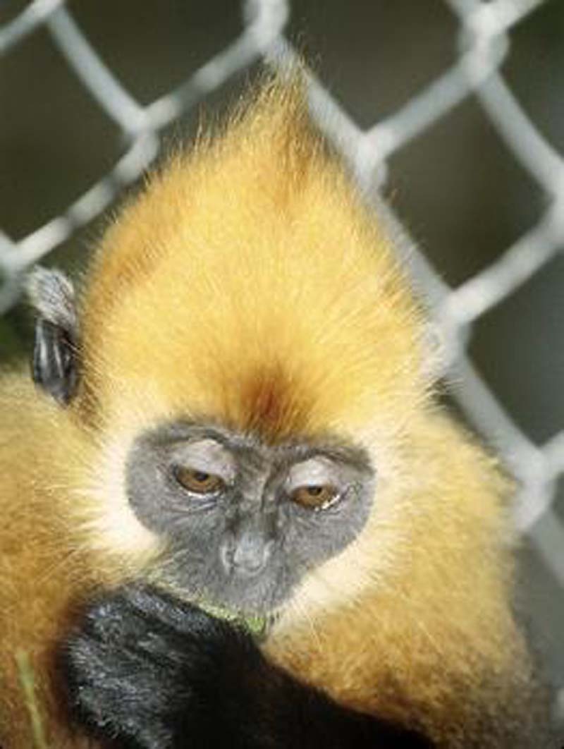  p>越南叶猴是一种 a href="#" data-lemmaid="1970902">猴科 /a> , a