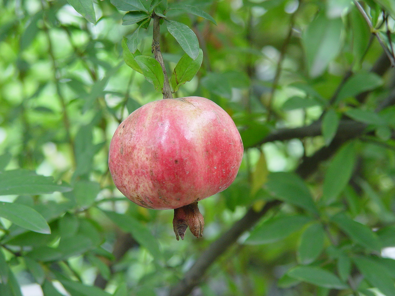  p>石榴(拉丁名: i>punica granatum l.