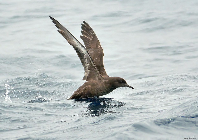 sooty shearwater