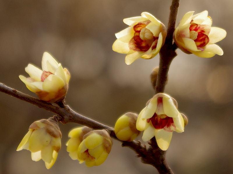  p data-id="gnveijkjv1">或作"罄口";腊梅的一种,就是盛开的时候,也