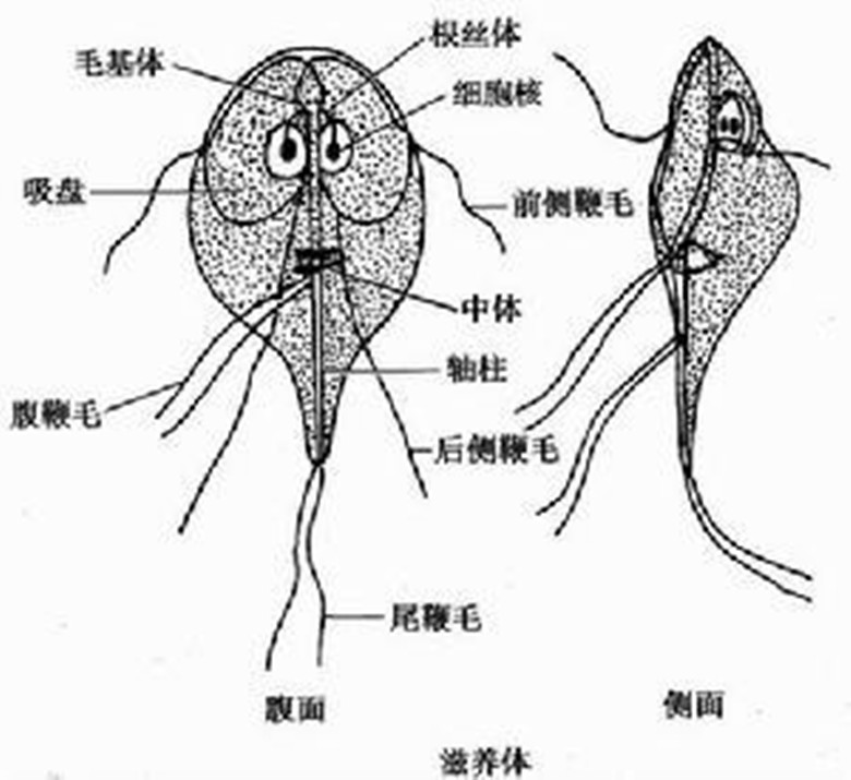 变形鞭毛虫