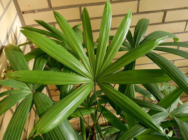 a4tt">矮棕竹( i>rhapis humilis /i> blume),是棕榈科棕竹属丛生灌木