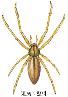 短胸长蟹蛛