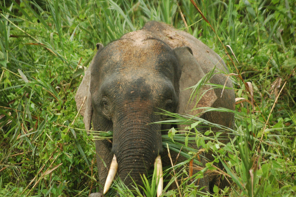 婆罗洲侏儒象