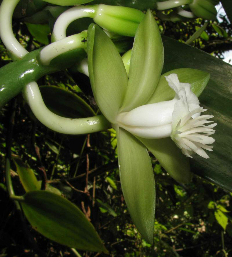  p>大香荚兰(学名: i>vanilla siamensis /i>  rolfe ex downie):草质