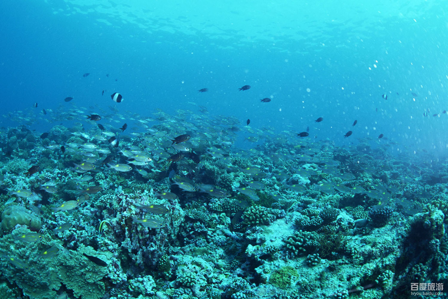  p>大洋海底世界位于银锄湖底深处,面积达1万平方米,如同一座雄伟瑰丽