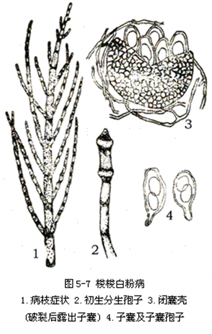 子囊 a href="#" data-lemmaid="28304">孢子 /a>椭圆形,暗褐色,2～4