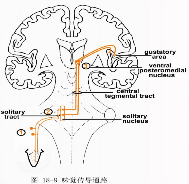  p>味觉通路,又称味觉传导通路,是感觉传导通路的一种,是 a target="