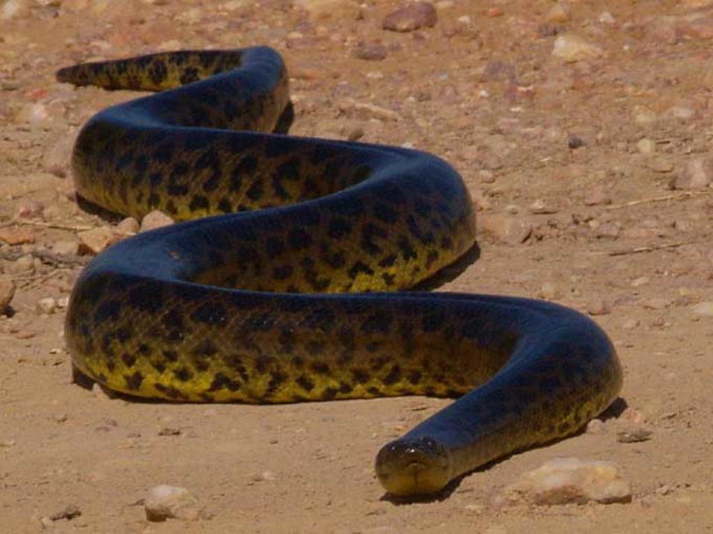  p data-id="gnx35rkulc">水蚺,亦称水蟒,森蚺(anacondas),是 a