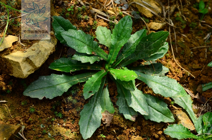  p>多年生 a target="_blank" href="/item/草本">草本 /a>,有根状茎.